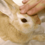 50900_116.gif