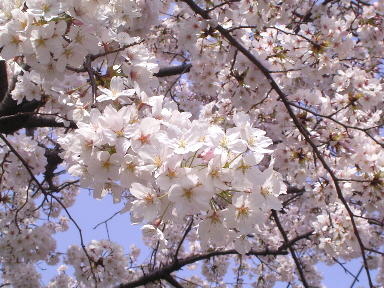 sakura44.jpg